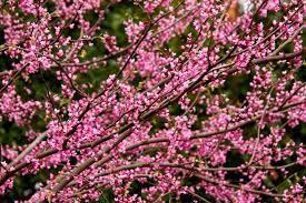 The pink dogwood is a very popular landscape tree. Flowering Trees For Spring Hgtv