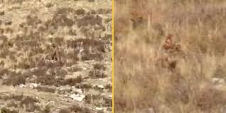 Crystal clear' new footage of Bigfoot has been explained - JOE.co.uk