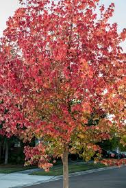 A No The Two Maples Are Different Species The Red Maple Is Acer Rubrum While The Trident Maple Is Acer Buergeranum Notice Plants Shade Trees Street Trees