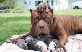 How many puppies do pitbulls have. How Many Puppies Can A Pitbull Dog Have Pitbull Pregnancy