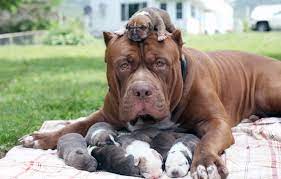 Jul 09, 2020 · the average number of puppies in a litter is six to eight, but some large breed dogs have been known to give birth to up to 15 puppies! How Many Puppies Can A Pitbull Dog Have Pitbull Pregnancy