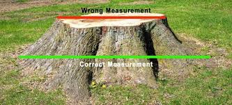 Tree roots start invading your foundation. The Cost And Methods Of Removing A Tree Stump