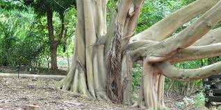 Image result for Ficus craterostoma