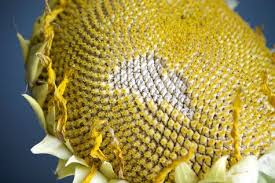 Discard dust that rises to the top, and pebbles that sink to the bottom. How To Harvest Save Or Roast Sunflower Seeds From My Sunflowers Just Harvested Mine Tonight Now Camden C Sunflower Seeds Seeds Harvesting Sunflower Seeds