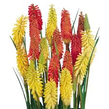 Image result for Kniphofia
