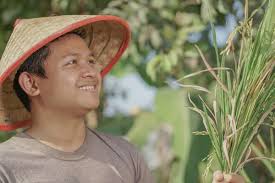 Asia Farmer Harvesting Rice Field Rice Indonesia — Stock Photo © ferita  #305899076