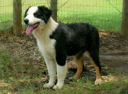Black And White Australian Shepherd Puppy Panda Our Black And White Australian Shepherd Puppy For Sale Shepherd Puppy