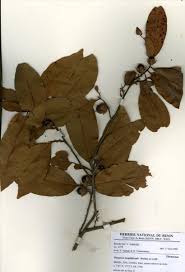 Image result for Diospyros mespiliformis