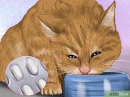 Salt water (saline) is used to rinse your nasal passages, reducing congestion, postnasal drip, and sneezing. 3 Ways To Treat Seasonal Allergies In Cats Wikihow