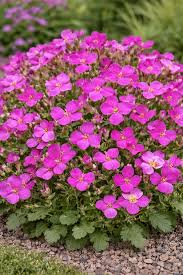 Image result for Arabis