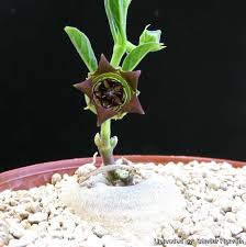 Image result for Brachystelma