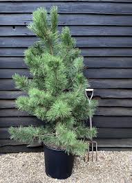 Image result for Pinus nigra
