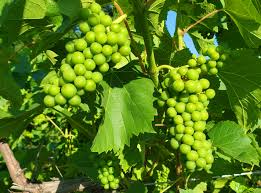 Maybe you would like to learn more about one of these? Michigan Grape Scouting Report Morning Ag Clips