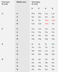 the genetic code triplet codon assignments for the 20