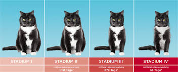 View 10 dünner stuhl und blut bei katzen images.vielleicht hat die katze eine. Nierenerkrankung Katze Symptome Katze Mit Cne