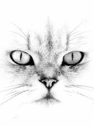 Ferhatcicek Adli Kullanicinin Art Cat Panosundaki Pin 2020 Kara Kalem Portre Fuzen Cizimleri Kedi