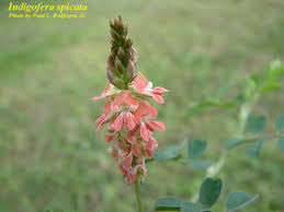 Image result for Indigofera hendecaphylla