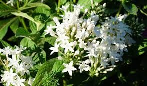 Image result for Pentas bussei