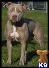 Check spelling or type a new query. Ultra Rare Silver Fawn Pups Stunning Blue Eyes Fu 46389 American Staffordshire Terrier Puppies Pitbulls American Pitbull