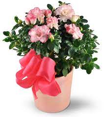 Free Delivery Of Flowers In Miami Fl Pink Azaleas Pink Plant Outdoor Floral Decor