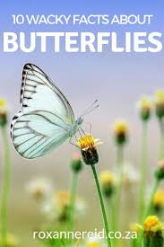 Plant cell does not contain these. Want To Find Out 10 Fun Facts About Butterflies Find Out Which Continent Has No Butterflies Which Is The World Flower Quotes Plant And Animal Cells Fun Facts