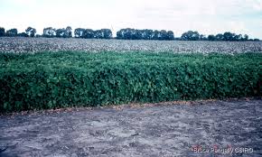 Image result for Bouffordia