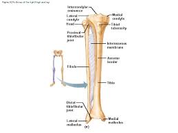 Time to jump right into the biggest and strongest bones in the human body. Appendicular Skeleton Pelvic Girdle Thigh Leg Lower Leg