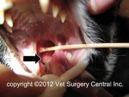Treatment aims to reduce inflammation, as well as the size of your polyps. Animal Surgical Center Of Michigan Veterinarian In Flint Mi