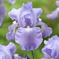 Plant at least two apple trees. Ten Perennial Flowers For The Garden Part 1 Of 2 Garage Tailors