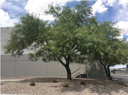 Image result for Prosopis glandulosa