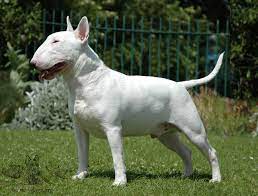 u vas sobaka bojcovskoj porody net sobaka iz gruppy tererov klassifikaciya sobaka kompanon segodnya po bulterer mini bulterer anglijskie bulterery