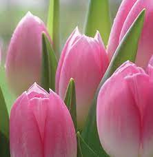 Tulips Pink Lg 23 Jpg Image Pink Tulips Flowers Tulips Flowers