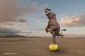 Skilled Elephant Balancing On A Ball Elephant Pictures Elephant Animals