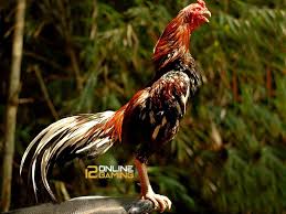 Ciri Ciri Ayam Bangkok Impor Super Binatang Buas Binatang Ayam
