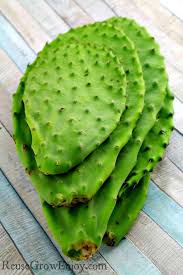Read on to discover five commonly eaten species of cacti, what parts are eaten, and how they might be prepared. How To Pickle Cactus Nopales Reuse Grow Enjoy Pickled Cactus Cactus Prickly Pear Cactus
