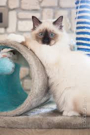 Velo Fa1000fusa Birman Seal Point Cats Pinterest