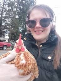 Chickens and roosters loose