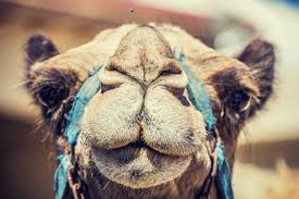 Identity 2016: Camel Racing, A Market Worth Millions - Bbc News