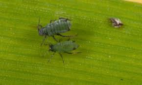 Insects rob tennessee corn producers of about five percent of their potential yields on an annual basis. Corn Aphid Cesar Australia