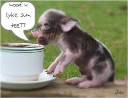 Check spelling or type a new query. Funny Pig Quotes Quotesgram