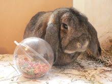 Jeux Et Jouets Pour Le Lapin De Compagnie Marguerite Et Cie Jouet Pour Lapin Jeu Pour Lapin Lapin
