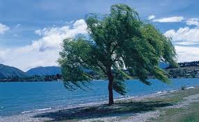 Willow Trees Types Willow Tree Pictures General Information On Willow Trees Willow Tree Tree Pictures