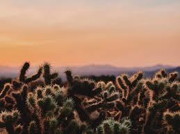 Tree svg free vector we have about (89,971 files) free vector in ai, eps, cdr, svg vector illustration graphic art design format. Cactus Desert Wilderness Spiny Evening Joshua Tree National Park California Usa Background Toppng