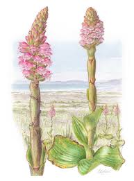 Image result for Satyrium confusum