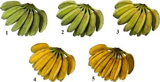 Leave the experiment for at least five days, noting any changes in the jars. In Vitro Examination Of Starch Digestibility Of Saba Banana Musa Saba Musa Acuminata Musa Balbisiana Impact Of Maturity And Physical Properties Of Digesta Scientific Reports