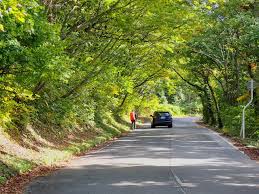 Image result for Hakkoda Walk