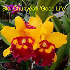 Bordered by the gulf of mexico, atlantic ocean, alabama and georgia, florida sits in the southeastern most portion of the united states. Jade Orchids Home Facebook