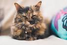 10 Fascinating Facts About Tortoiseshell Cats ...