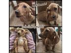 Dachshund puppies for sale buffalo ny. Rcdbln4zpe58ym