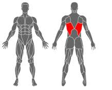 Muscles named for its location. What Muscles Do And How To Train Them